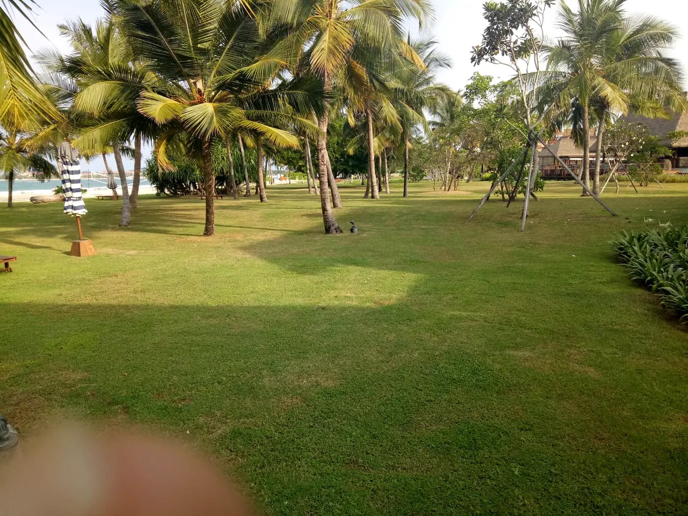 Large coconut palms standing over open lawn at Hotel Anantaya, Pasikuda