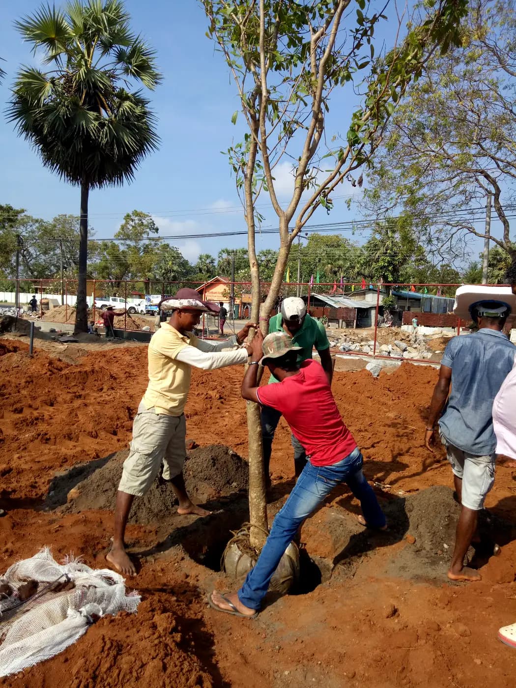 The first root-balled tree being lifted into position at Brandix Batticaloa
