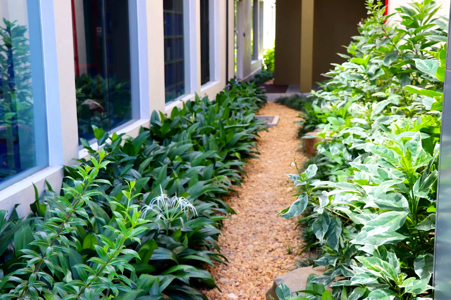 Gravel walkway edged with dense foliage planting at a corporate office complex