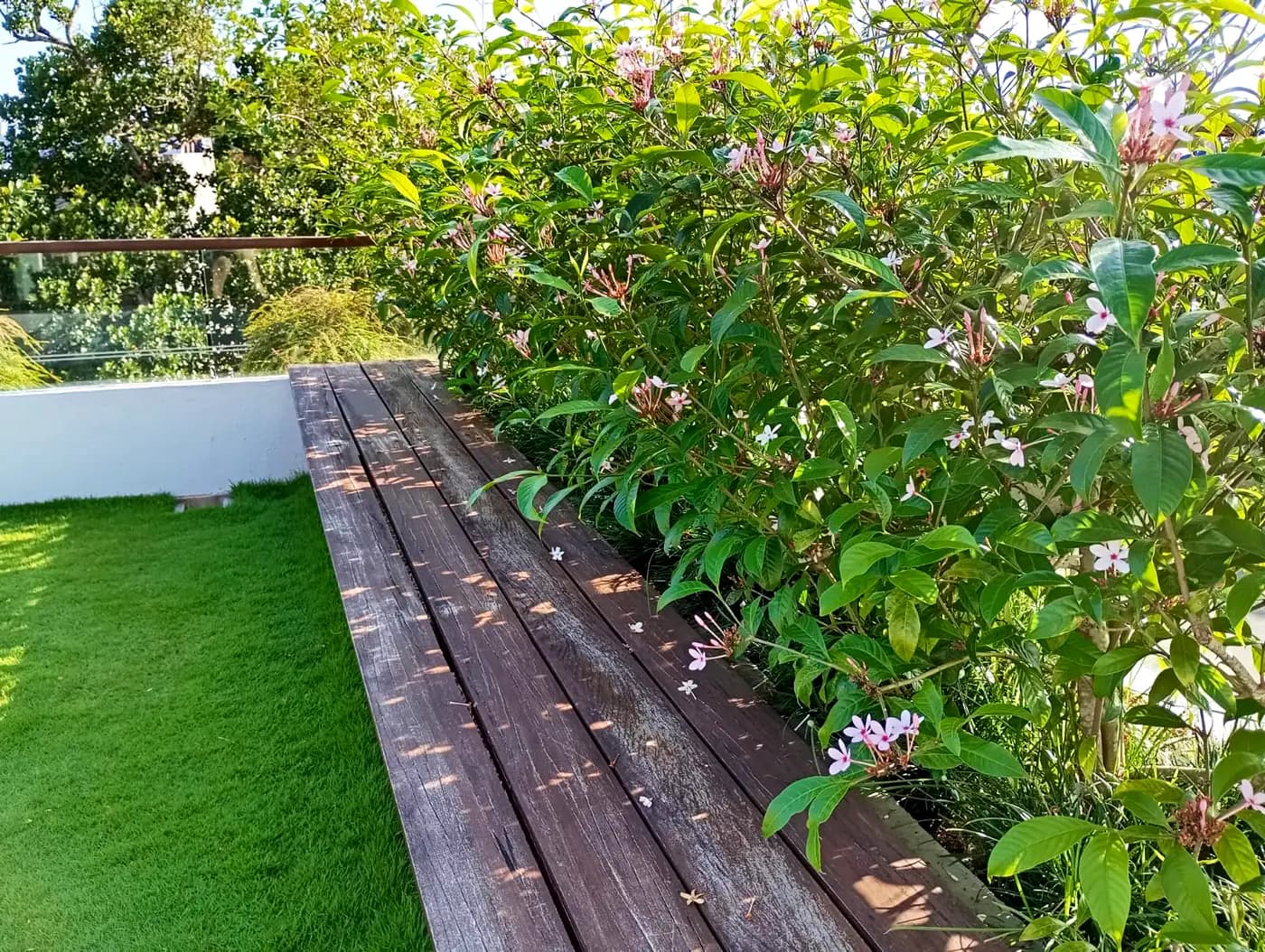Rooftop deck planting with potted specimens and seating