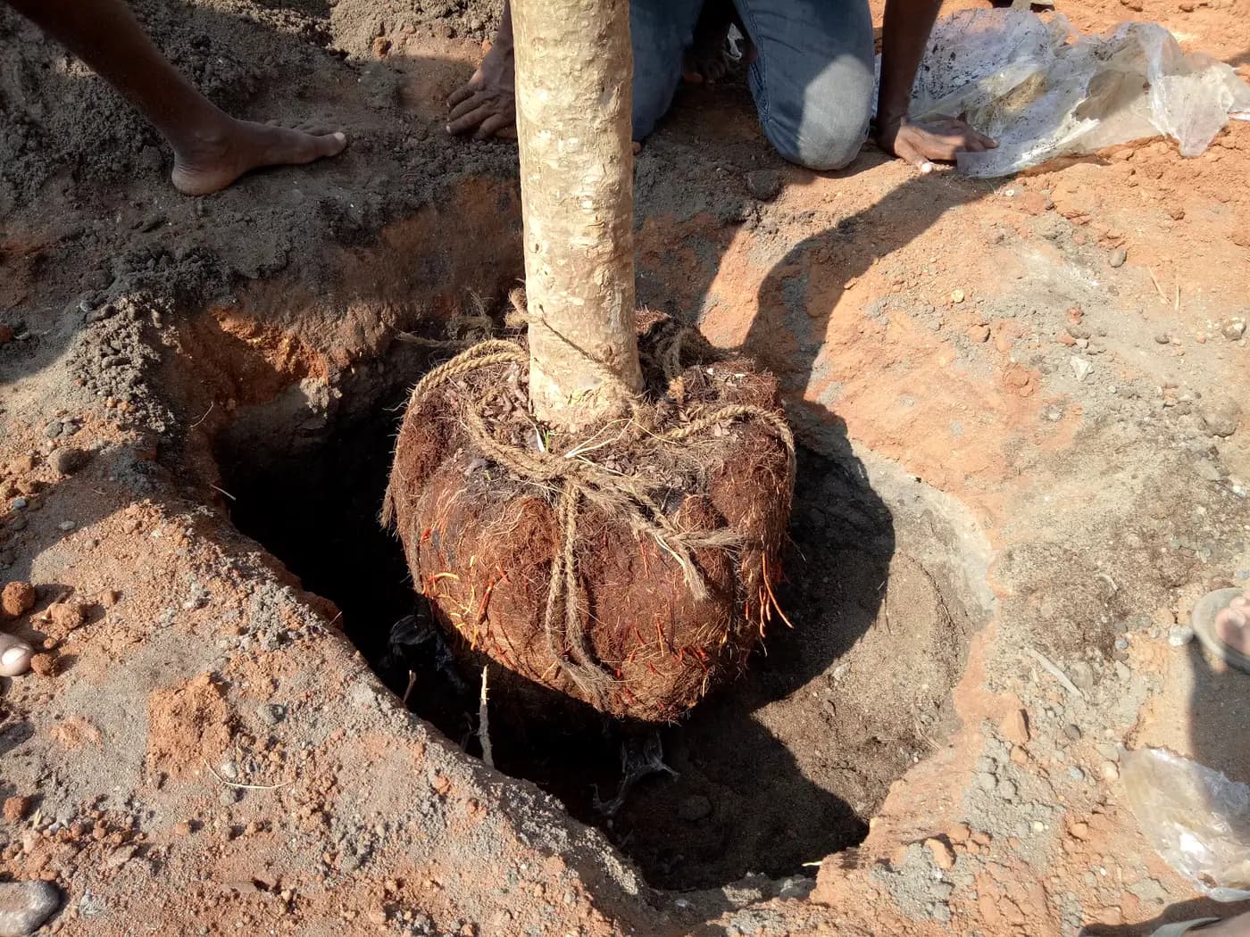 Crew steadying a mature root-balled tree as it is planted at Brandix Batticaloa