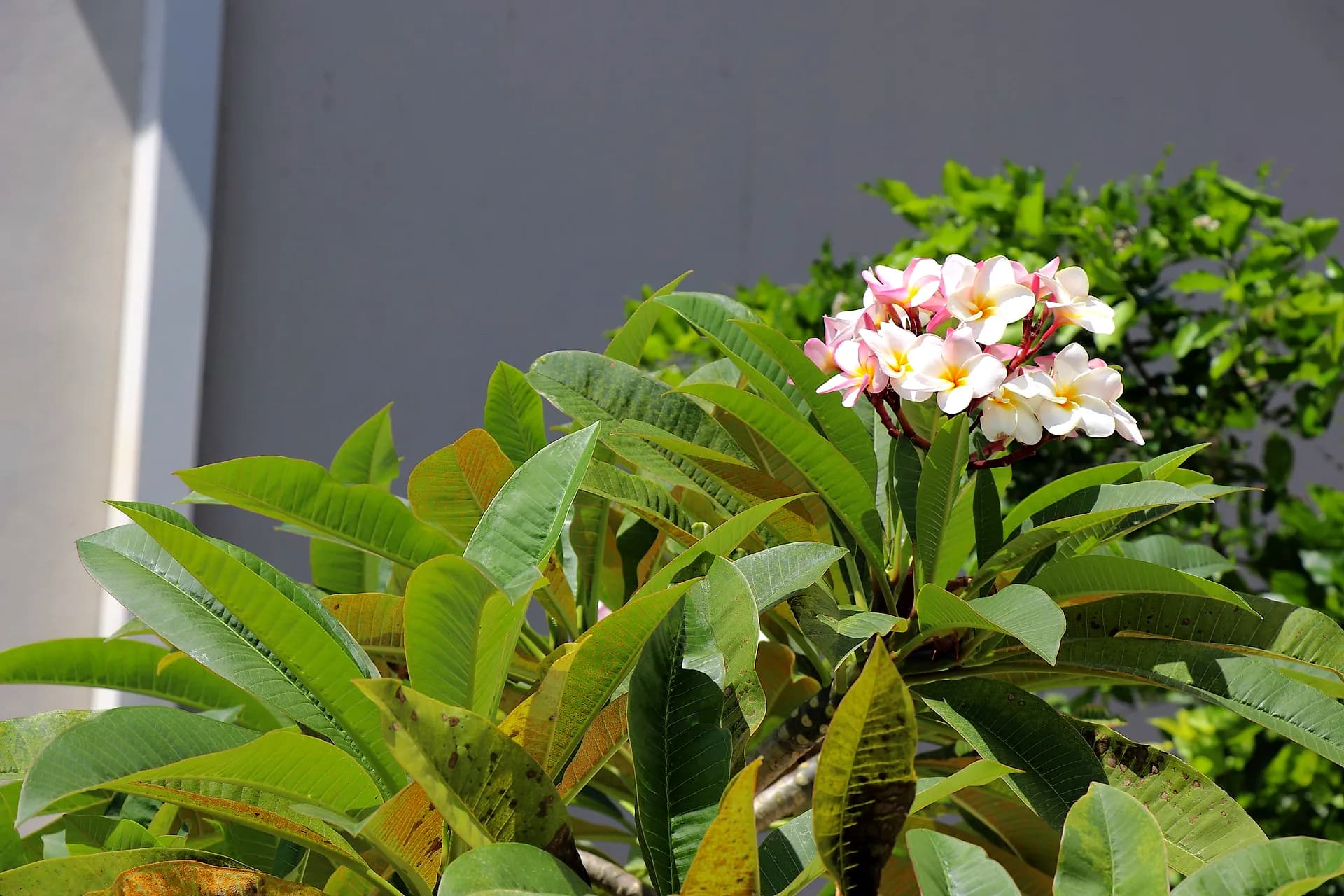 Frangipani flowers in bloom against dark green foliage
