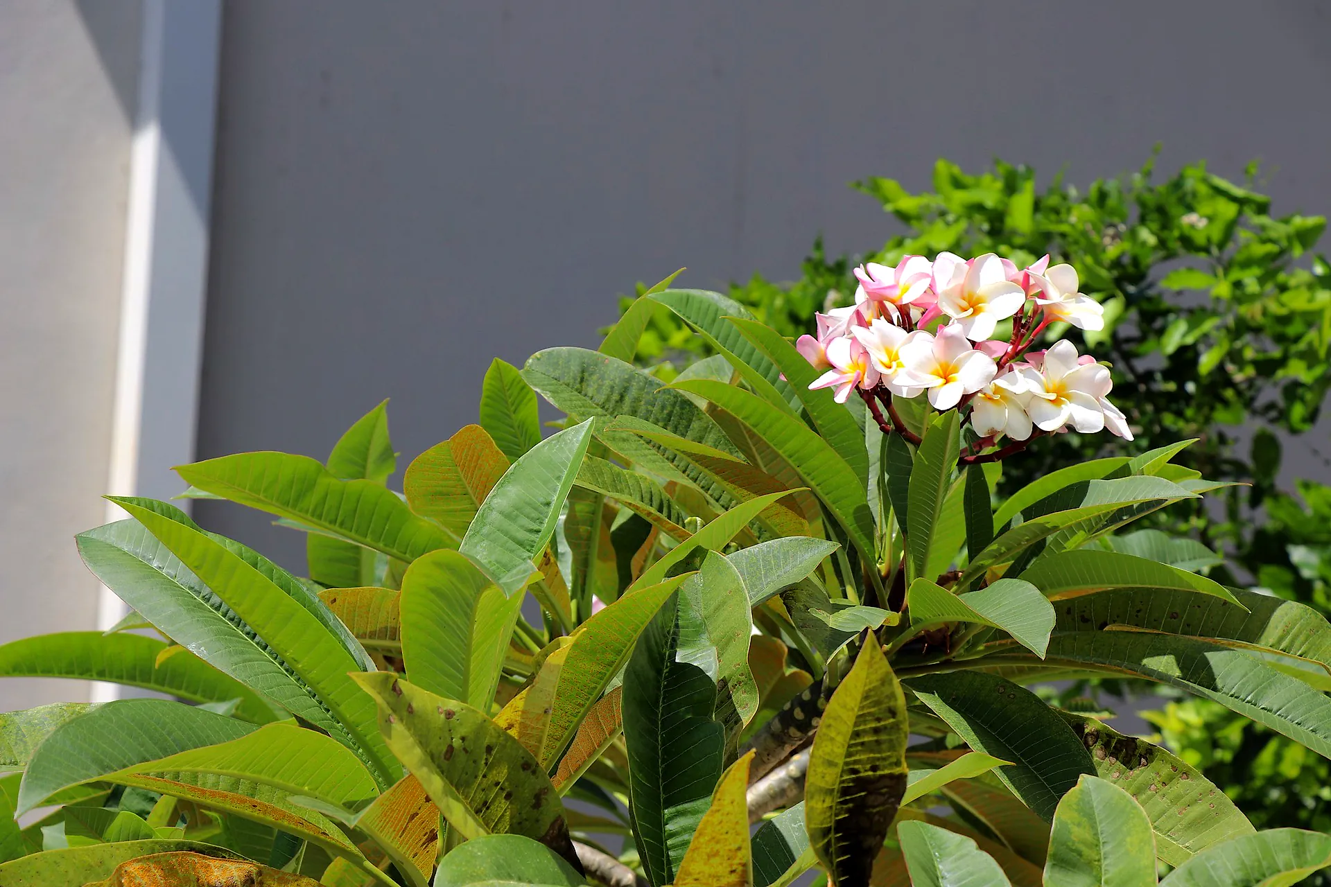 Frangipani flowers in bloom against dark green foliage