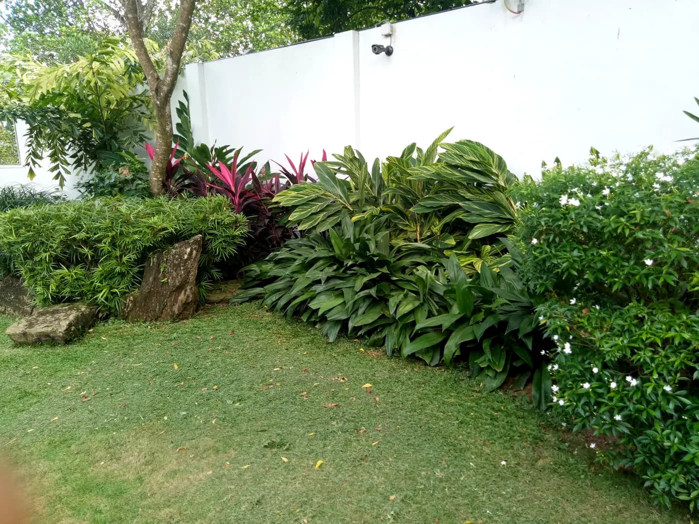 Established residential garden with lawn and mature planting in Colombo