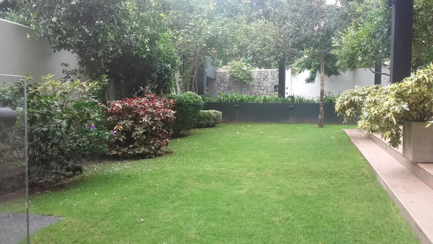Residential garden with clipped lawn and mixed ornamental planting
