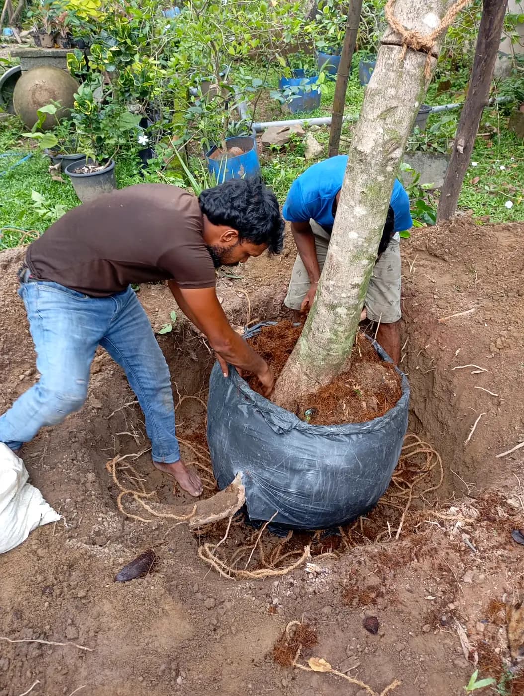 A mature tree being root-balled by hand for transplanting